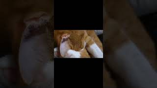 Schnarch🤣🤣🤣 cat funny schnarchen love fyp viralvideo tschigas [upl. by Wartow]