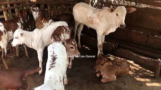 ஒரிஜினல் தேனி மலை கன்றுகள் ஜல்லிகட்டிற்கு ஏற்றது  Theni Cute Calves [upl. by Nnalyrehc]