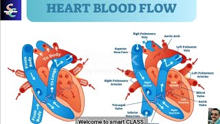 heart functioning  blood circulation  biology  medical  cardio [upl. by Antone594]