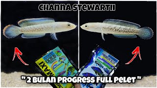 Update Progress Full pelet Channa stewartii baby Setelah 2 Bulan [upl. by Sema]