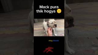 Mack Ko Dekhne Gye🐶Reaction😍 mackreaction rock ambully shorts viral fanofritikkennel [upl. by Chao827]