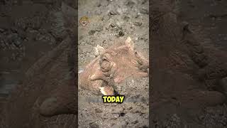 Beng Bengs Mud Bath Vacation wildlife wildlifefight animals wildanimals boar [upl. by Aicilef]