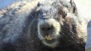 HOARY MARMOT [upl. by Slaby388]