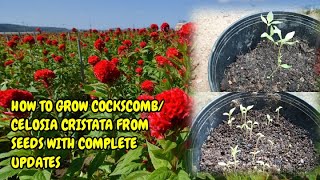 HOW TO GROW COCKSCOMBCELOSIA CRISTATA FROM SEEDS WITH FULL UPDATES [upl. by Ariom]