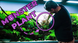 The BIGGEST Pinnatifida Weve Ever Seen  Transforming an Overgrown 650liter Aquarium [upl. by Nnawaj]