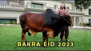 Bakra eid 2023 l Peshori vines [upl. by Gettings711]