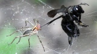 ПАУК И ПЧЕЛА spider attacks xylocopa valga [upl. by Clementas]