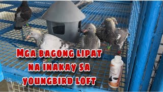 MGA BAGONG LIPAT NA INAKAY SA YOUNGBIRD LOFT Reggie Cruz Loft amp Aviary reggiecruzloftandaviary [upl. by Reuven146]