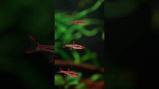 Rasbora Mosquito amp Galaxy aquarium rasbora fishtank aquascape aquariumfish [upl. by Kalina]