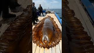 Sea Centipede fishermen fishing seacreature horror marinelife scary deepseadiscoveries 🐟🦞 [upl. by Joacimah]