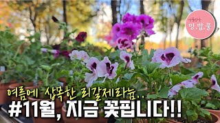 리갈제라늄가을에도 꽃피우기 가을리갈제라늄 멍밥풀 리갈의개화조건 리갈꽃 [upl. by Anin]