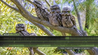 Tawny Frogmouth Call amp Sounds [upl. by Lenra65]