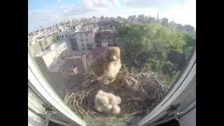 Redtailed Hawks Nest Timelapse [upl. by Zachariah]