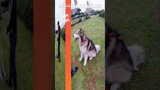 Entrenamiento de Siberiano ODI 🐶🥰  Peru MALINOA [upl. by Mukund]