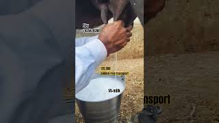 7425878288📞top murrah buffalo best dairy farm latest video rajasthan sri ganganagar cow buffalo [upl. by Creight]