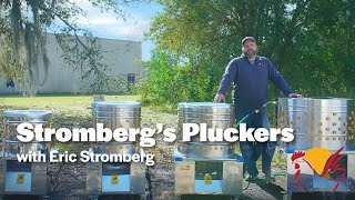 Strombergs Pluckers [upl. by Rhett572]