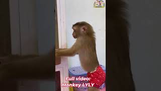 Monkey Lyly was woken up by her mother shorts monkey youtubeshorts viralshort cutefunny [upl. by Ettevol557]