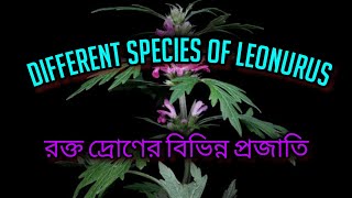 Different species of Leonurus ।। রক্তদ্রণ।। nature flowers taxonomy field MinhasPlantas [upl. by Vonny]