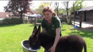 Prince William at The Donkey Sanctuary [upl. by Sel611]