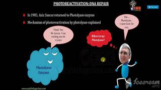 PHOTOREACTIVATION  LIGHT DEPENDENT DNA REPAIR MECHANISM [upl. by Edin]