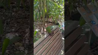 Taronga Zoo  Green Winged Dove ￼ [upl. by Anyaled]