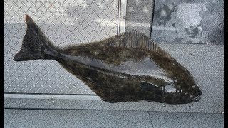 Garibaldi Oregon  Ocean Bottom Fishing Rockfish Lingcod Halibut Crab [upl. by Nylitak311]