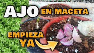 Cómo Cultivar AJOS en CASA sin PARAR 🌱 Guía DEFINITIVA  Germinar y Plantar ajo en Maceta [upl. by Ayhdiv]