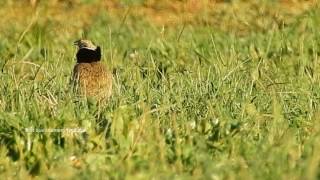 Outarde Canepetière Tant que chantera lOutarde [upl. by Lamond]