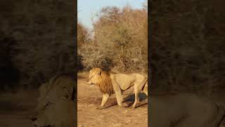 Once in a lifetime moment on Safari as the Nkuhlu males cause havoc in Kruger National Park lion [upl. by Hallsy]