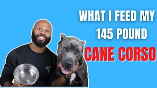 What I Feed My 145 Pound Cane Corso [upl. by Ahsinav]