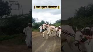 विराज शेठ भगत नवीन खरेदी  bailgadasharyat bailgada [upl. by Blaise972]