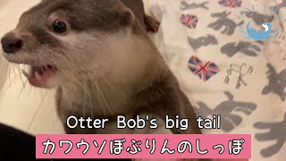 Otter Bobs Big Tail Shorts [upl. by Hsreh]