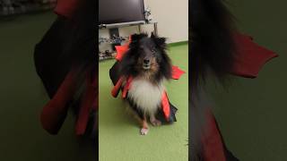 Halloween inspired dog tricks 🦇👻 sheltie dogtricks halloweendog dogtraining halloween dog [upl. by Merp]