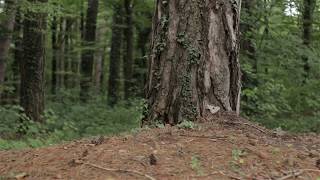 Pine forest Slider shot Free stock footage [upl. by Enahpets]