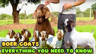 Boer Goats Breed  Everything You Need To Know  Goat Raising Tips [upl. by Novyart]