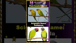 plum headedParrot parrot birds shortvideos shorts trend viralvideo nanduram🌷🐦🐤video reels [upl. by Sayce]