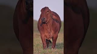 🔴 BRAHMAN Rojo ✅ [upl. by Groark]