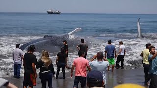 Giant beached blue whale saved by fishermen off Chile coast [upl. by Lapham423]