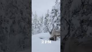 Beautiful Lapland explore love viralvideo lapland beautiful [upl. by Nnateragram]