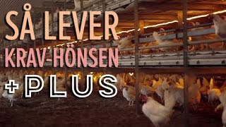 Ekologiska ägg så lever hönsen  Plus [upl. by Drofliw]