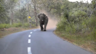 Elephants have right of way [upl. by Boynton]