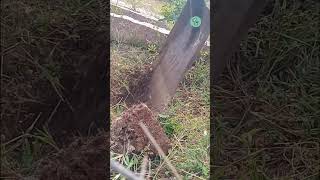 Plant 1shorts tamil tamilshorts plants planting tamarind farming asmr agriculture village [upl. by Tiram]