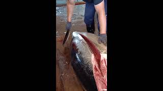 Superb Bluefin Tuna Cutting [upl. by Pol359]