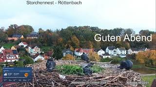 2024 10 23 Storchennest Röttenbach Guten Abend 🐦🐦 Nachmieter machen sich es sehr gemütlich 🐦🐦 🤣🤣🤣 [upl. by Anyzratak348]