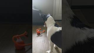 Confused by new dog toy 😅 [upl. by Nnahtur]