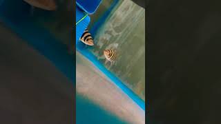 8 BANDED LOACH DANISONI BARBS youtube fish aquarium fishing fishaquarium fishtank shortvideo [upl. by Atteselrahc]