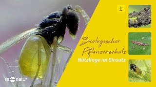 Biologischer Pflanzenschutz  Nützlinge im Einsatz [upl. by Ramon]