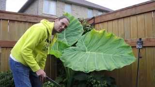 Overwintering Colocasia Gigantea Thailand Giant in a Cold Climate  Time to Bring it Indoors [upl. by Kellby]