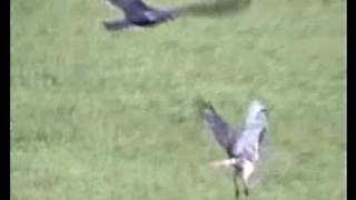 HAWK VS BUZZARD STANDOFFWILD REDTAILED HAWK CONTENDS [upl. by Devon]