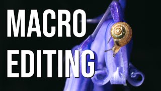 How I edit macro photos like a PRO Lightroom amp focus stacking tutorial [upl. by Asus62]